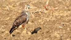 Mäusebussard_ (4).jpg